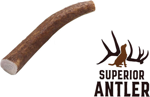 Amazon Brand - 1 Small Whole Elk Antler, Single Pack, Premium Grade A Antler Chew, Length 4"-7”