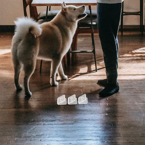 8Pcs Toddmomy Transparent Dog Wall Pee Pad Holder with Nonslip Base for Puppy Training Secure Potty Training Pad Clips