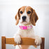 Adjustable Pink Dog Collar for Girl Dogs, Cute Flower Design, Soft Nylon for Small Medium Large XL Dogs (Floral S)
