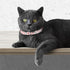 KUDES Small Dog Cat Pearl Collars with Crystal Rhinestone Diamond Décor, Adjustable Fashion PU Leather for Small Pets