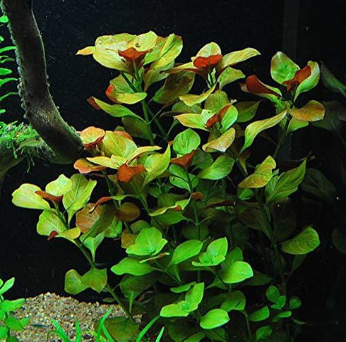 AquaLeaf Aquatics 25+ 6 Package California Bundle - Stems / Species Live Aquarium Plants