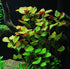 AquaLeaf Aquatics 25+ 6 Package California Bundle - Stems / Species Live Aquarium Plants