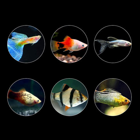 Ubxvamm 60G Aquarium Hatching Fish Food Shelling Eggs Shrimp Shelling Eggfood for Feeding Baby Fishes