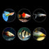 Ubxvamm 60G Aquarium Hatching Fish Food Shelling Eggs Shrimp Shelling Eggfood for Feeding Baby Fishes