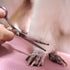 Dog Grooming Scissors with Safety Round Tips, Stainless Steel Professional Kit, Thinning, Curved Scissors, Comb