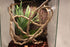 emours Jungle Vine Bend-A-Branch Small Animal Habitat Decor with Suction Cups