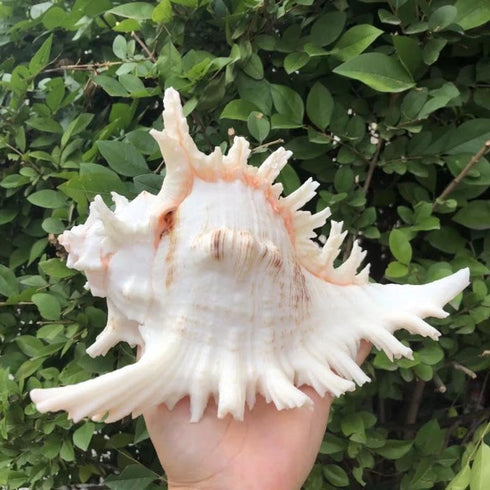 5.5‘’ to 6.3‘’ Large Natural Conch Shell Fish Tank Hideout, Natural Sea Shells