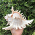 5.5‘’ to 6.3‘’ Large Natural Conch Shell Fish Tank Hideout, Natural Sea Shells