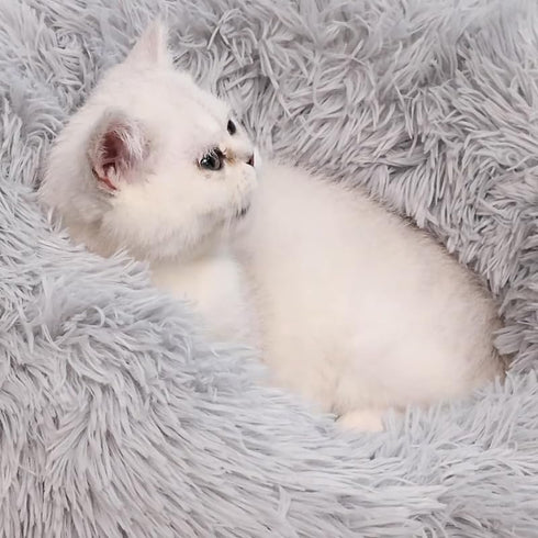 Dog Bed Cat Bed, Small Dogs Bed Doughnut Bed, Round Dog Bed, Cat Blanket, Cushion for Dogs up to 3Kg
