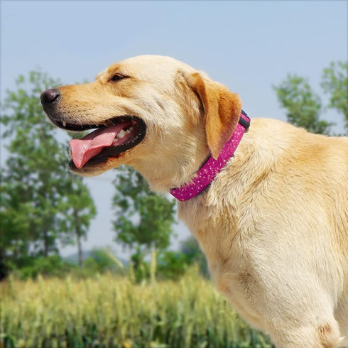 Glittering Basic Dog Collar, Comfy Durable Adjustable Nylon for Small Medium Large Dogs, Eco-Friendly Plastic Buckle,