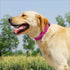 Glittering Basic Dog Collar, Comfy Durable Adjustable Nylon for Small Medium Large Dogs, Eco-Friendly Plastic Buckle,