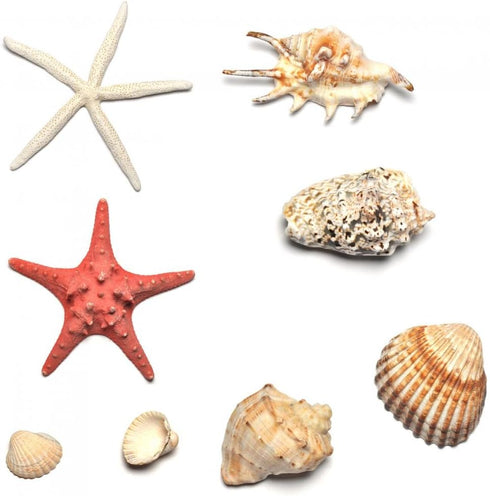 Wallmonkeys Shells and Starfishes Wall Decal Sticker Set, Individual Peel and Stick Graphics on a 24 in H x 24 in W
