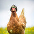 Chicken Helmet Bird Hat Safety Headgear for Small Animals, 5 Pcs Halloween Costumes