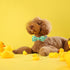 Maca Bates Duck Dog Collar with Bowtie, Adjustable Breakaway Green Summer Thick Collars for XS Small Medium Large XL