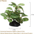 2 Piece Realistic Faux Silk Aquarium Ficus Tree, Small Betta Fish Tank Grass Fake Plastic Decorations