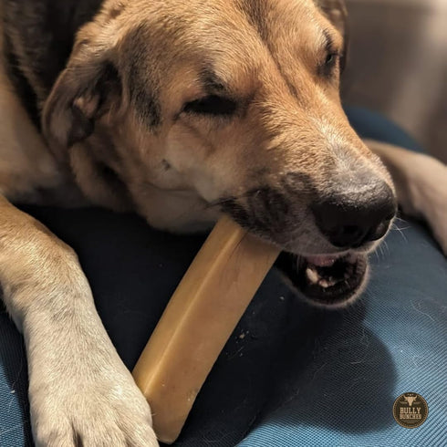 Bully Bunches Mega Authentic Yak Cheese Himalayan Chews for Giant Dogs, All Natural Dental Chews (4 PK)