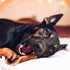 Pet Qwerks Pigs Ear BarkBone, Nylon Dog Bone for Aggressive Chewers, Bacon Flavor, 4.5"
