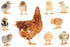 Wallmonkeys Family Mama Chicken Wall Decal Sticker Set, Individual Peel and Stick Graphics, 18 in W x 12 in H