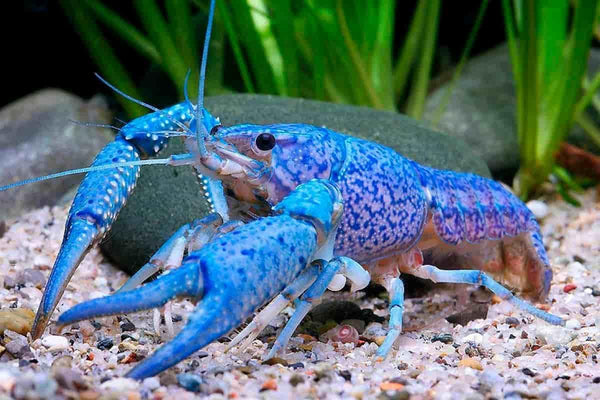 Generic Freshwater Live Lobster Crayfish for Aquarium Fish Tank (Blue)