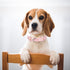 Martingale Collar for Dogs - Medium Large Adjustable Soft Nylon with Pink Daisy Floral Design, No Slip Training Collar