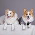 Dog Collar with Soft Polyester Bow Tie, Metal Buckle for Medium, Large & Small Dogs, Blue/White