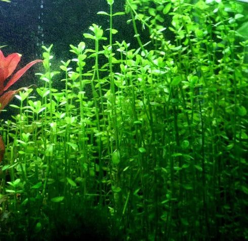 Aquatic Discounts 3 BUY2GET1FREE! Different Types of Beginner/Super Easy Live Aquarium Plants - Bacopa + Hornwort +