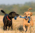 Bmag Dog Rope Toys for Aggressive Chewers, Heavy Duty Twisted Rope Toy for Medium Large Dogs