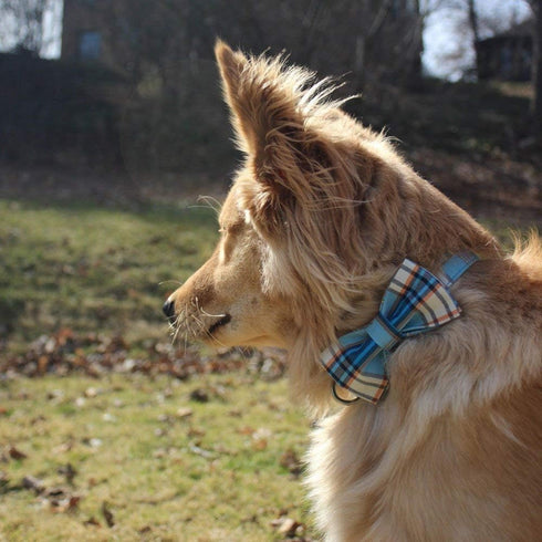 Lionet Paws Boy Dog Collar with Bowtie, Comfortable Adjustable Blue Plaid Bow Tie Collar for Male Dogs Gift, Large,