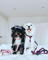 Blueberry Pet H-Shape Dog Harness with Velvety Bowtie for Medium Dogs, Gothic Grape, Adjustable