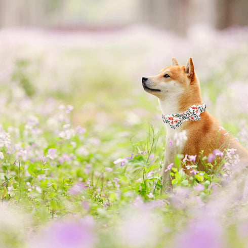 Elegant Little Tail Dog Collar with Bowtie, Adjustable Spring Flower Cute Pink Pet Collar Gift for X-Small Dogs