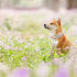 Elegant Little Tail Dog Collar with Bowtie, Adjustable Spring Flower Cute Pink Pet Collar Gift for X-Small Dogs