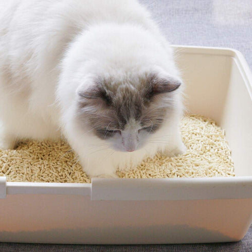 Natural Soy Tofu Cat Litter, Clumping, Flushable, Ultra Absorbent, Fast Drying, Zero Dust, Low Tracking, Unscented, 2