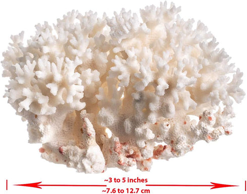 4-5" White Sea Coral | Lace Coral Pocillopora Damicornis | Plus Free Nautical eBook by Joseph Rains