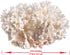 4-5" White Sea Coral | Lace Coral Pocillopora Damicornis | Plus Free Nautical eBook by Joseph Rains
