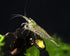 Amano Shrimps Algae Cleaner Inverts Live Freshwater Aquarium Shrimps 1/4" - 1/2"