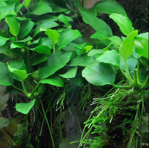 Java Fern and Anubias Aquarium Plant Bundle - Live Freshwater Plants for Aquascaping, Low Maintenance, Easy Beginner