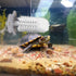 Turtle Brush with Suction Cup, Three High Suction Power Suction Cup Turtle Shell Cleaning Brush, Aquatic Turtle Tank