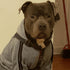 Cute Dog Hoodie Sweater Tracksuit Coat, Winter Pajamas for Small Medium Big Dogs, Grey (3X-Large)