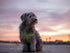 Reflective Adjustable Dog Step-in Harness, Black, for Extra Large Dogs; matching collar and leash available