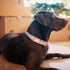 Adjustable Dog Collar and Leash Set for Girls, Floral Bow Tie for Small, Medium, Large Female Dogs, Orange Flower, XS