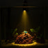 NiuXTool 1590 Dimming Zoom Mini Aquarium Spotlight with Timer Gooseneck Clip-On Lamp, Zoom Beam, Tri-Color White/Warm