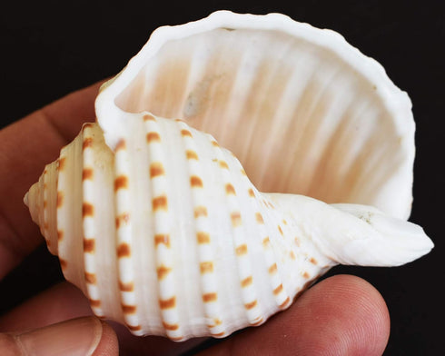 Florida Shells and Gifts Inc. Set 3 3 1/2"-4" of Beautiful Tonna Tesselata Spotted Tun Shells Hermit Crab Natural Large