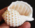 Florida Shells and Gifts Inc. Set 3 3 1/2"-4" of Beautiful Tonna Tesselata Spotted Tun Shells Hermit Crab Natural Large
