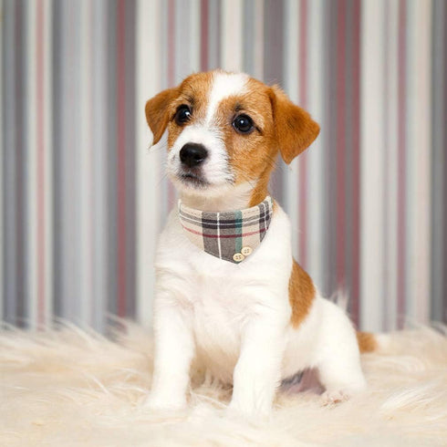 EXPAWLORER Small Dog Collar and Leash Set - Plaid Bow Tie and Bandana Collar with Bell, Adjustable for Small Medium Dogs