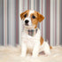 EXPAWLORER Small Dog Collar and Leash Set - Plaid Bow Tie and Bandana Collar with Bell, Adjustable for Small Medium Dogs