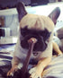 SPOT Bambone Bone
