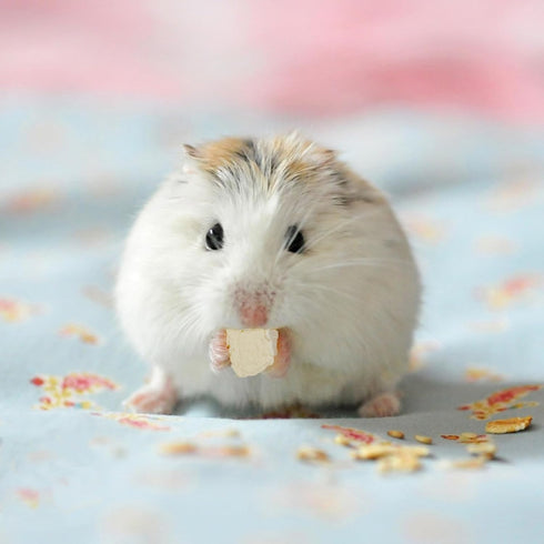 1.76oz Abizoo Freeze Dried Tofu for Hamsters High Protein Low Fat & Balanced Minerals Grain Free Single Ingredient