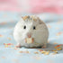 1.76oz Abizoo Freeze Dried Tofu for Hamsters High Protein Low Fat & Balanced Minerals Grain Free Single Ingredient