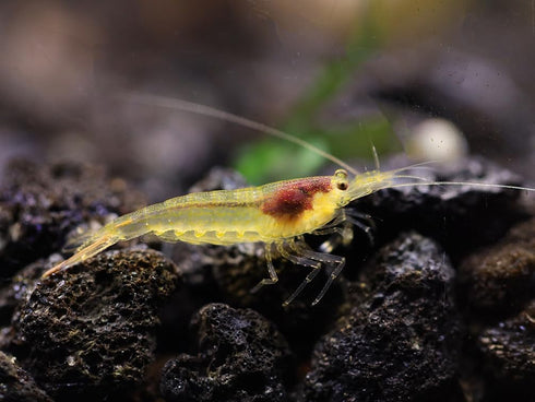 100% (3 Aquatic Arts Lemon Yellow Amano Shrimp Live Freshwater Algae-Eater (Caridina multidentata) | Hardy & Tank-Bred