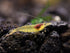 100% (3 Aquatic Arts Lemon Yellow Amano Shrimp Live Freshwater Algae-Eater (Caridina multidentata) | Hardy & Tank-Bred